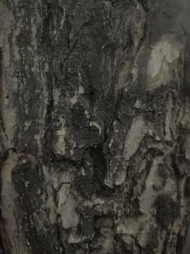 Closeup tree bark 42 Stock Photos
