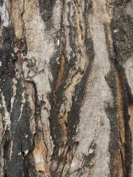 Closeup tree bark 43 Stock Photos