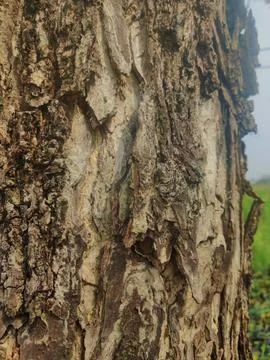 Closeup tree bark 44 Stock Photos