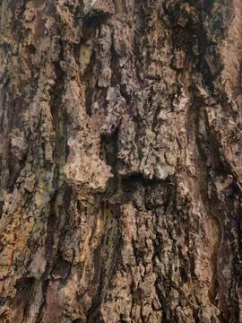 Closeup tree bark 45 Stock Photos
