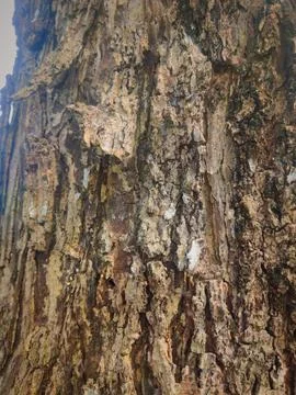 Closeup tree bark 46 Stock Photos