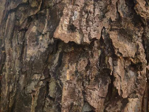 Closeup tree bark 48 Stock Photos