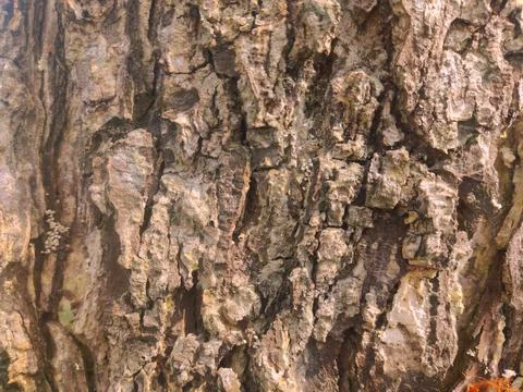 Closeup tree bark 49 Stock Photos