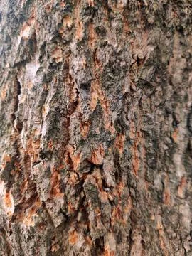 Closeup tree bark 50 Stock Photos