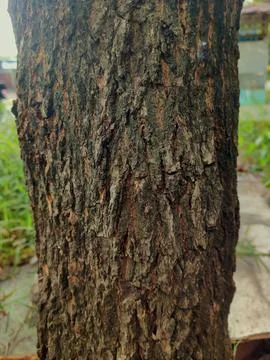 Closeup tree bark 51 Stock Photos