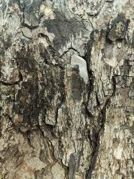 Closeup tree bark 53 Stock Photos