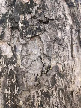 Closeup tree bark 54 Stock Photos