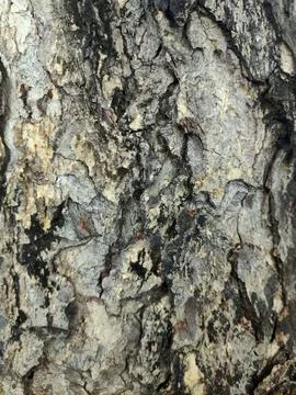 Closeup tree bark 55 Stock Photos