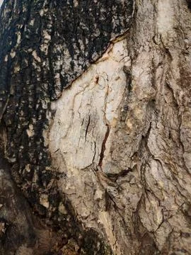 Closeup tree bark 57 Stock Photos