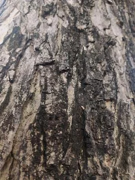 Closeup tree bark 58 Stock Photos