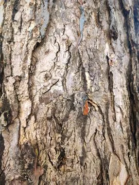 Closeup tree bark 59 Stock Photos
