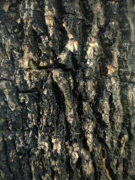 Closeup tree bark 6 Stock Photos