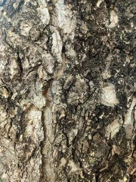 Closeup tree bark 60 Stock Photos