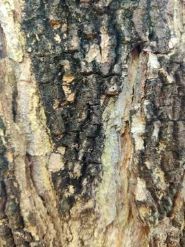 Closeup tree bark 61 Stock Photos
