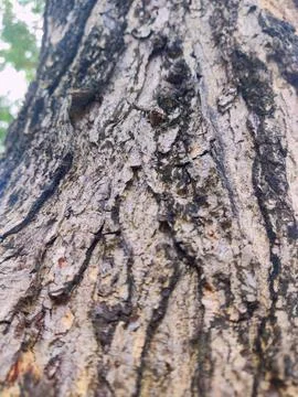 Closeup tree bark 62 Stock Photos