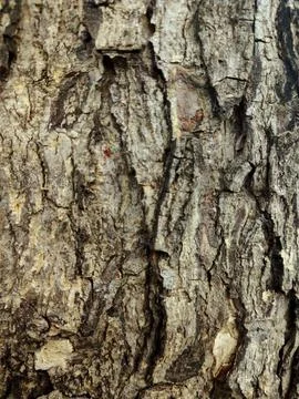 Closeup tree bark 63 Stock Photos