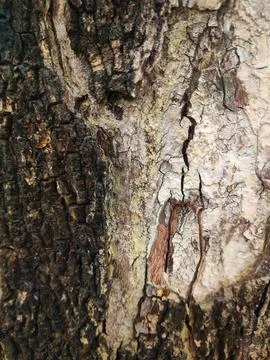 Closeup tree bark 64 Stock Photos