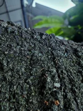 Closeup tree bark 65 Stock Photos