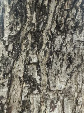 Closeup tree bark 66 Stock Photos