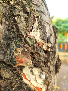 Closeup tree bark 68 Stock Photos