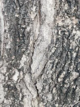 Closeup tree bark 69 Stock Photos
