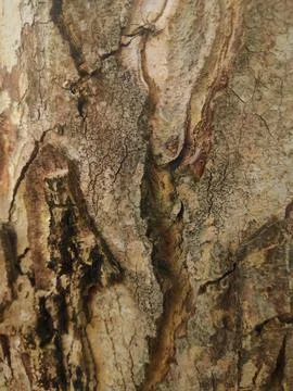 Closeup tree bark 7 Stock Photos