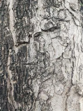 Closeup tree bark 70 Stock Photos