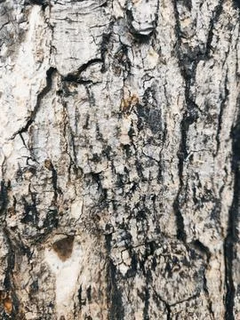 Closeup tree bark 71 Stock Photos