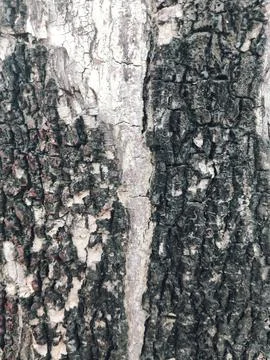 Closeup tree bark 72 Stock Photos