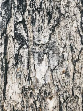 Closeup tree bark 73 Stock Photos