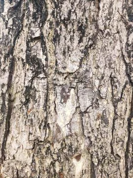Closeup tree bark 74 Stock Photos