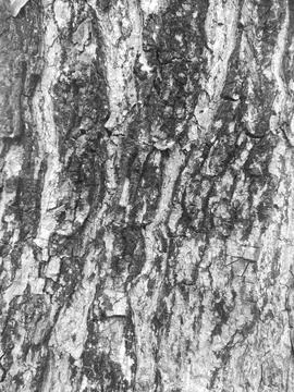 Closeup tree bark 75 Stock Photos