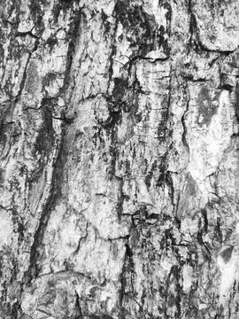 Closeup tree bark 76 Stock Photos