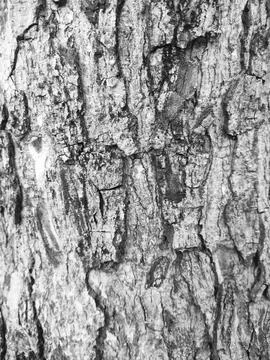 Closeup tree bark 77 Stock Photos