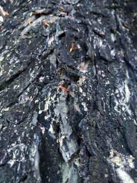 Closeup tree bark 79 Stock Photos
