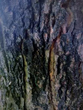 Closeup tree bark 8 Stock Photos