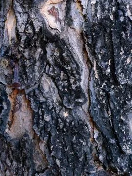 Closeup tree bark 80 Stock Photos
