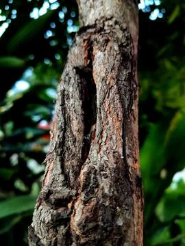 Closeup tree bark 81 Stock Photos