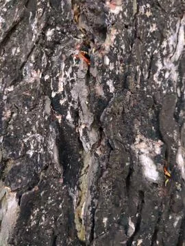 Closeup tree bark 82 Stock Photos