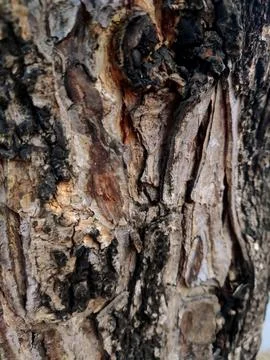 Closeup tree bark 83 Stock Photos