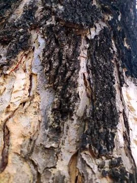 Closeup tree bark 84 Stock Photos
