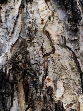 Closeup tree bark 85 Stock Photos