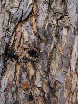 Closeup tree bark 86 Stock Photos