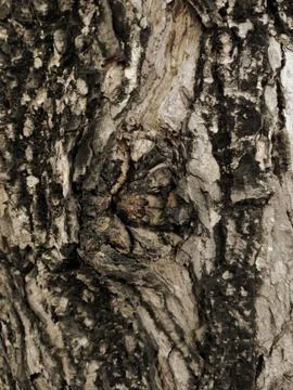Closeup tree bark 89 Stock Photos