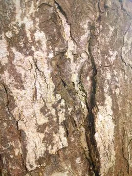 Closeup tree bark 9 Stock Photos