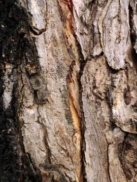 Closeup tree bark 90 Stock Photos