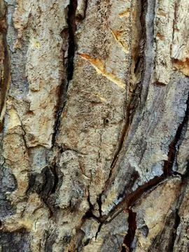 Closeup tree bark 91 Stock Photos