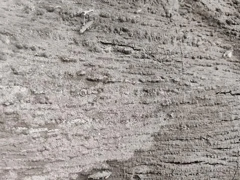 Closeup tree bark 92 Stock Photos