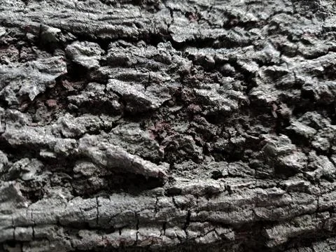 Closeup tree bark 93 Stock Photos