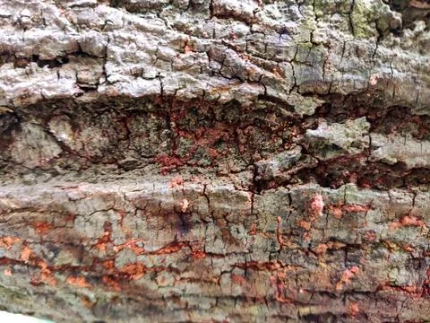 Closeup tree bark 94 Stock Photos